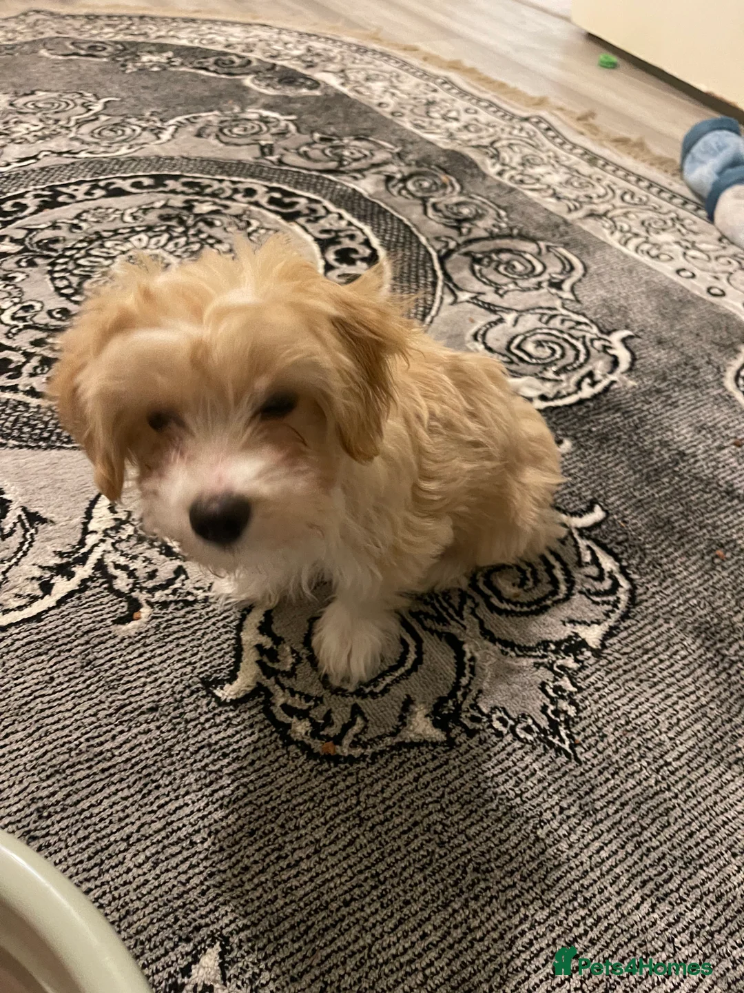 Morkie dogs for sale: Morkie  - Advert 5