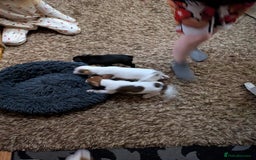 Mixed Breed dogs for sale: F1 jackcain  - Advert 3