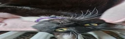 Mixed Breed cats for sale: Beautiful mixed breed kittens - Advert 1