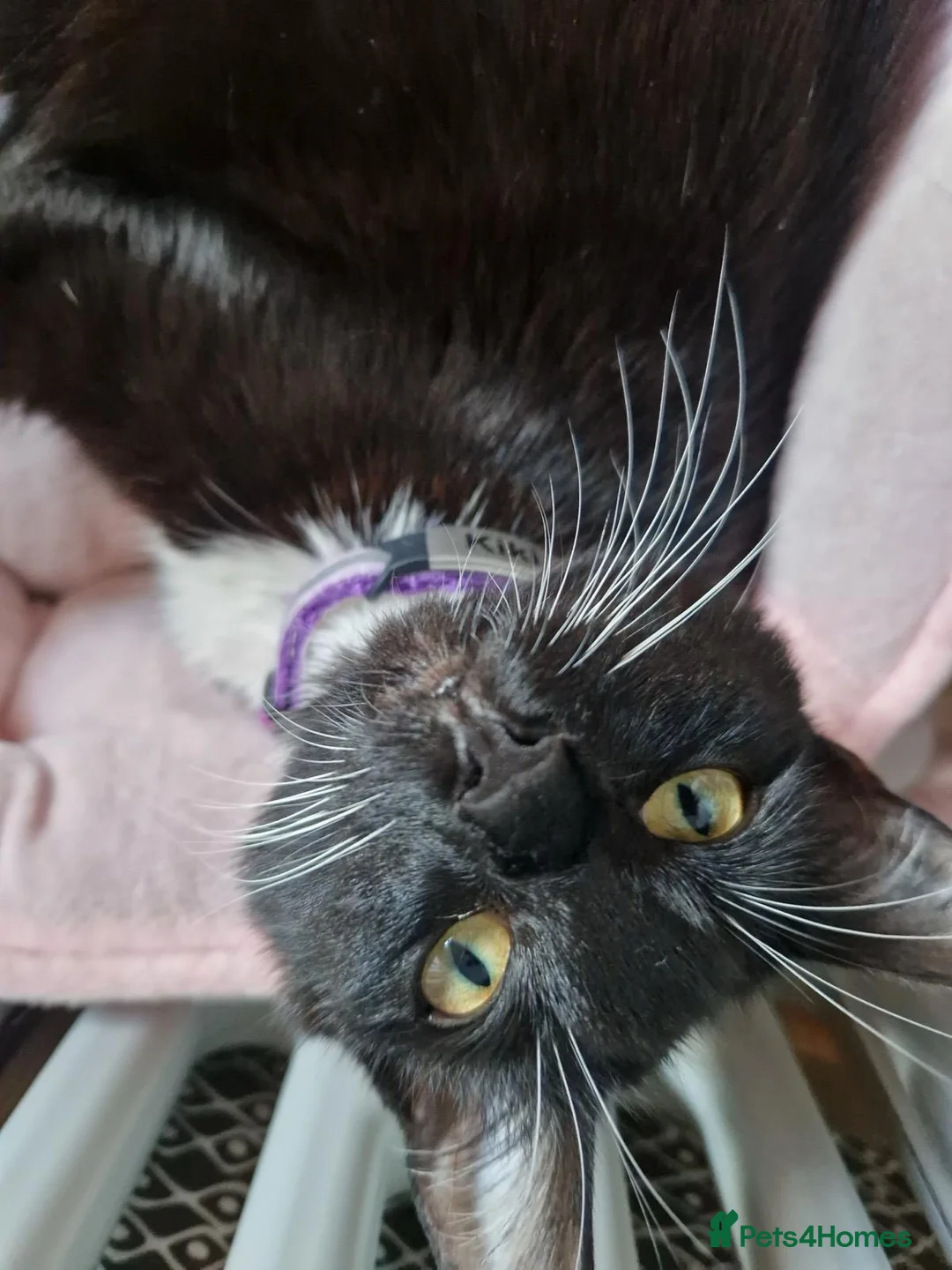 Mixed Breed cats for sale: Beautiful mixed breed kittens - Advert 1