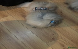 Pekingese dogs for stud: Kc registered Pekingese for stud duties in Truro - Image 4