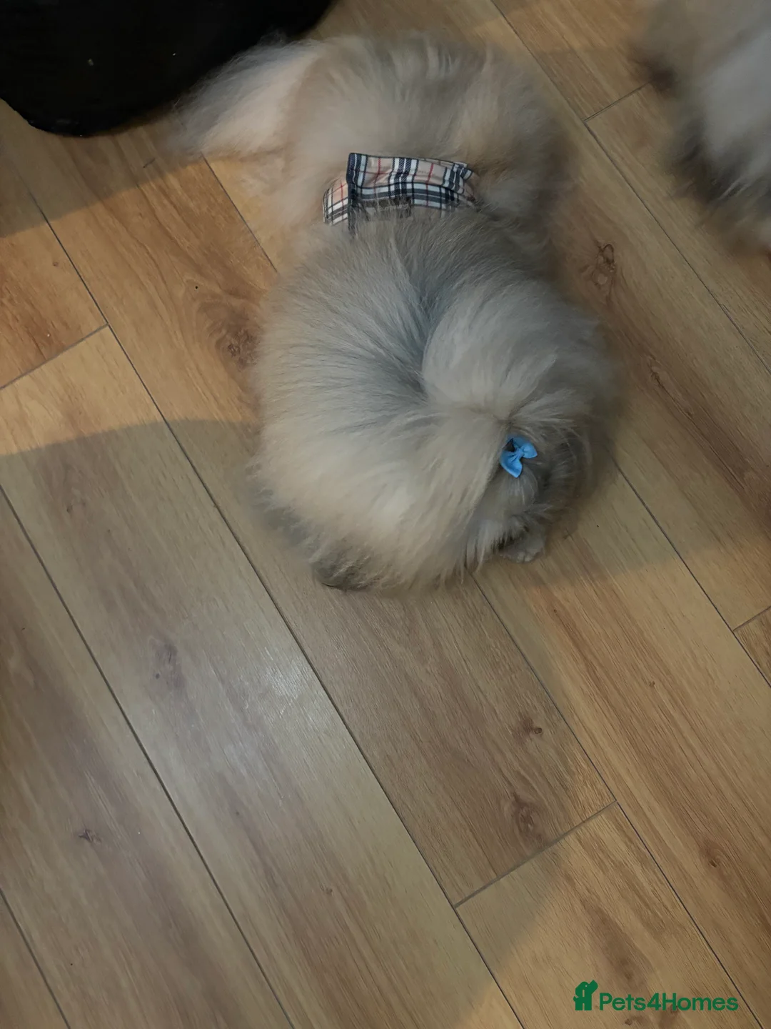 Pekingese dogs for stud: Kc registered Pekingese for stud duties in Truro - Advert 8