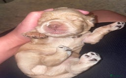 Cocker Spaniel dogs for sale: Cockerspaniel puppies x3 left  - Image 5