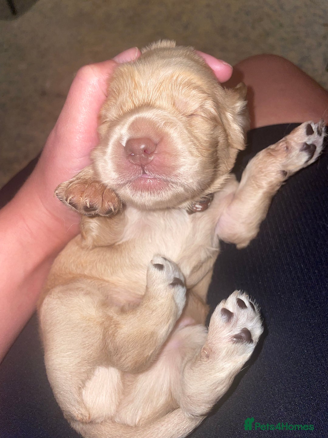 Cocker Spaniel dogs for sale: Cockerspaniel puppies x3 left  - Image 5