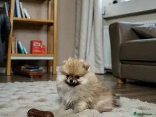 Pomeranian dogs Top Quality 🏆Championship 🧸Teddy Bear - Advert 11