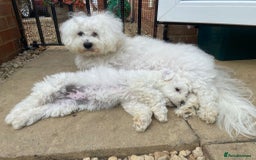 Bichon Frise dogs for sale: Gorgeous 17week old Bichon Frise - Image 7