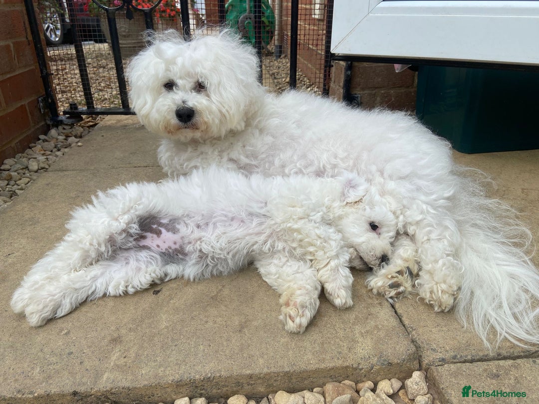 Bichon Frise dogs for sale: Gorgeous 17week old Bichon Frise - Image 7
