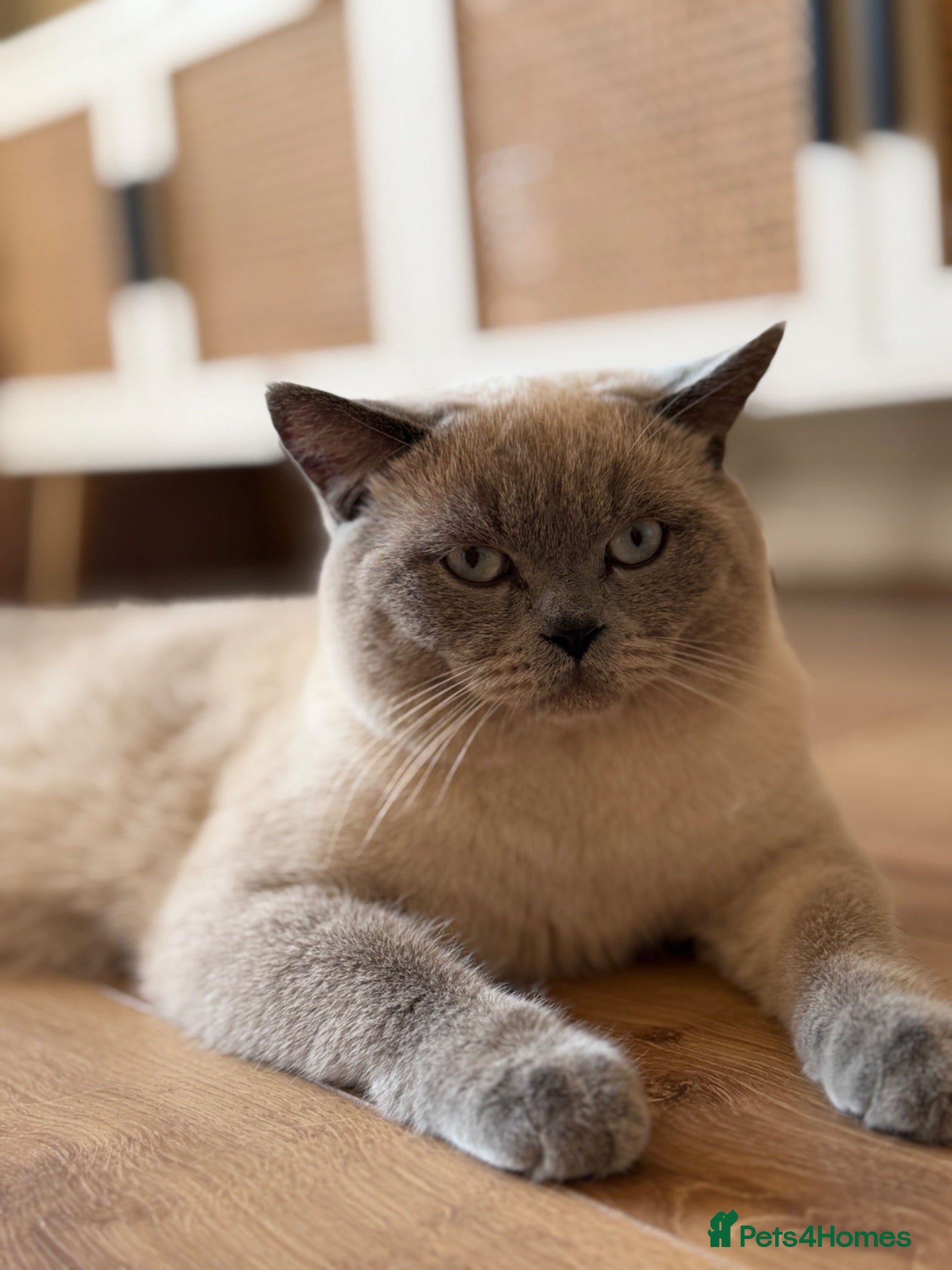British Shorthair cats British Shorthair Lilac Colourpoint Stud - Advert 4
