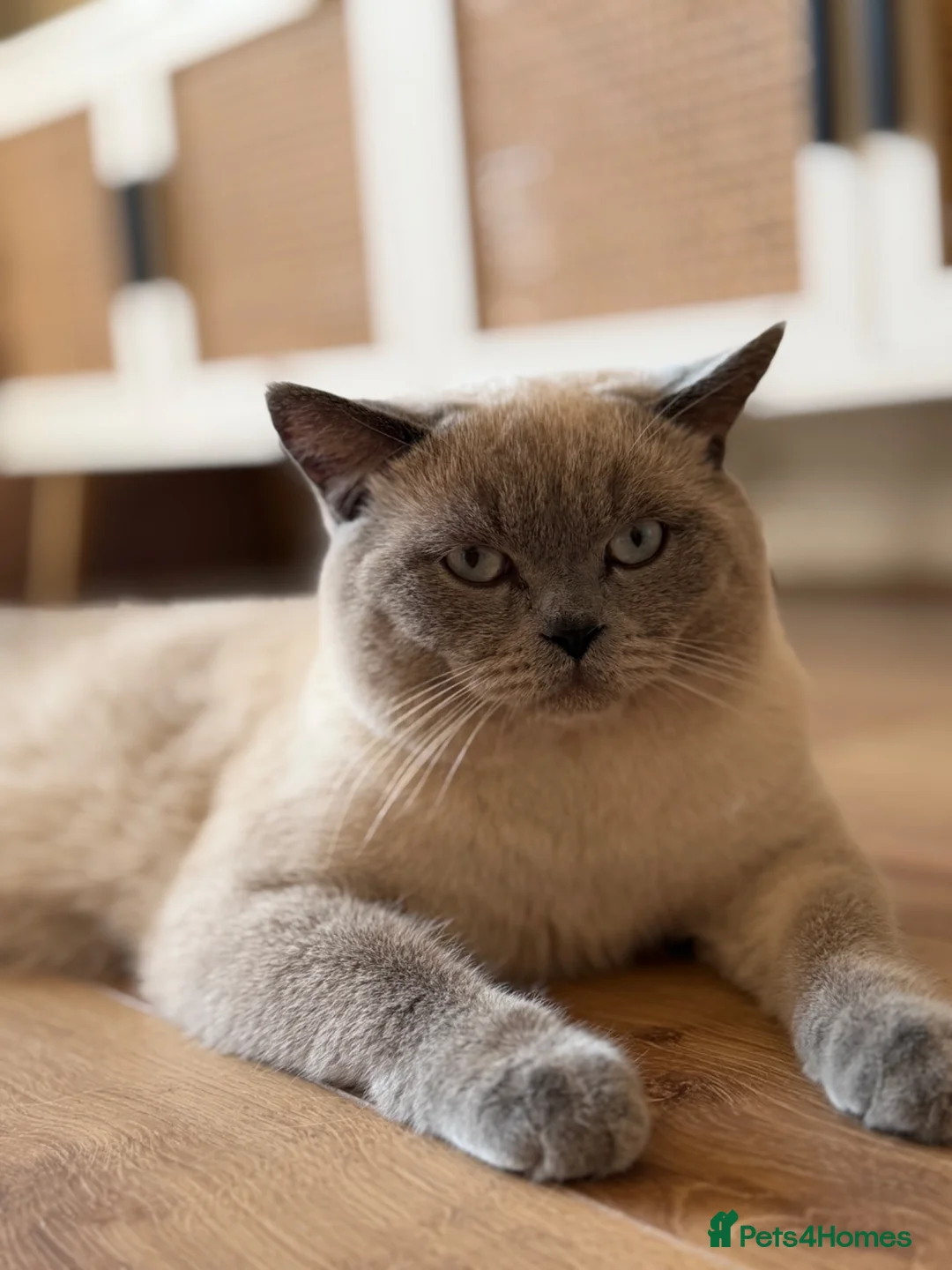 British Shorthair cats for stud: British Shorthair Lilac Colourpoint Stud - Advert 1