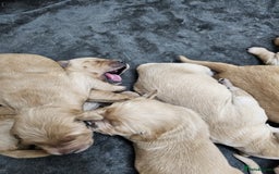Goldador dogs for sale: 🐾Gorgeous Puppies-Family Raised with Love&Care🐾 - Image 19