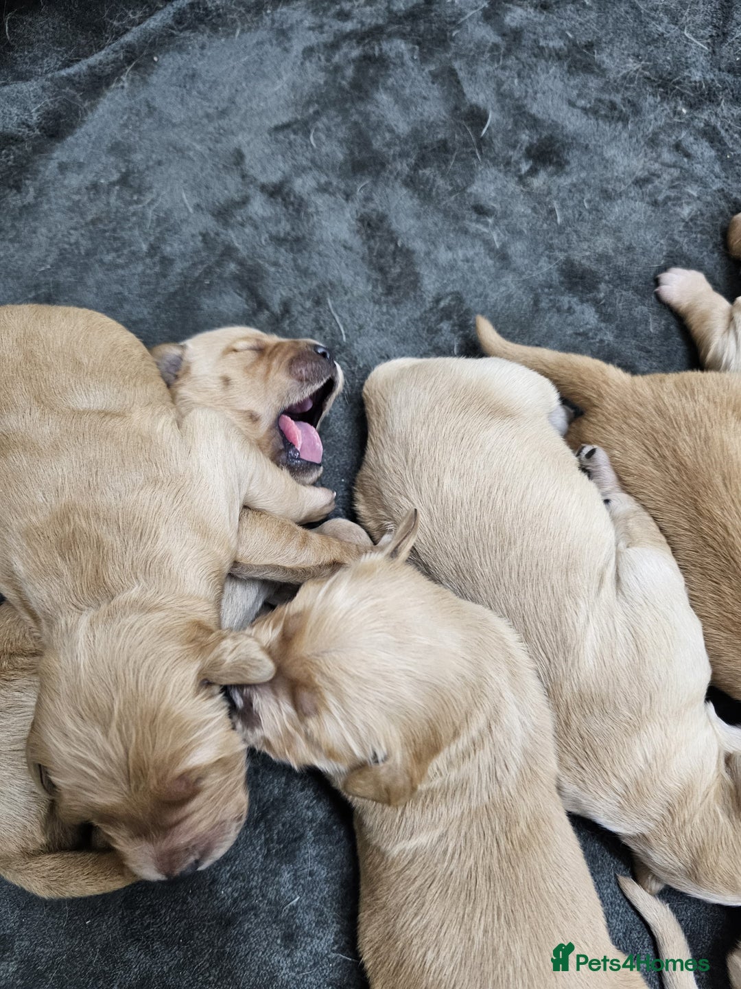 Goldador dogs for sale: 🐾Gorgeous Puppies-Family Raised with Love&Care🐾 - Image 19