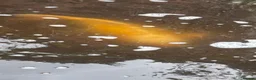 Koi Carp fish for sale: Closing Pond - Advert 4