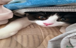 Mixed Breed cats for sale: One little tuxedo 🥰 - Image 3