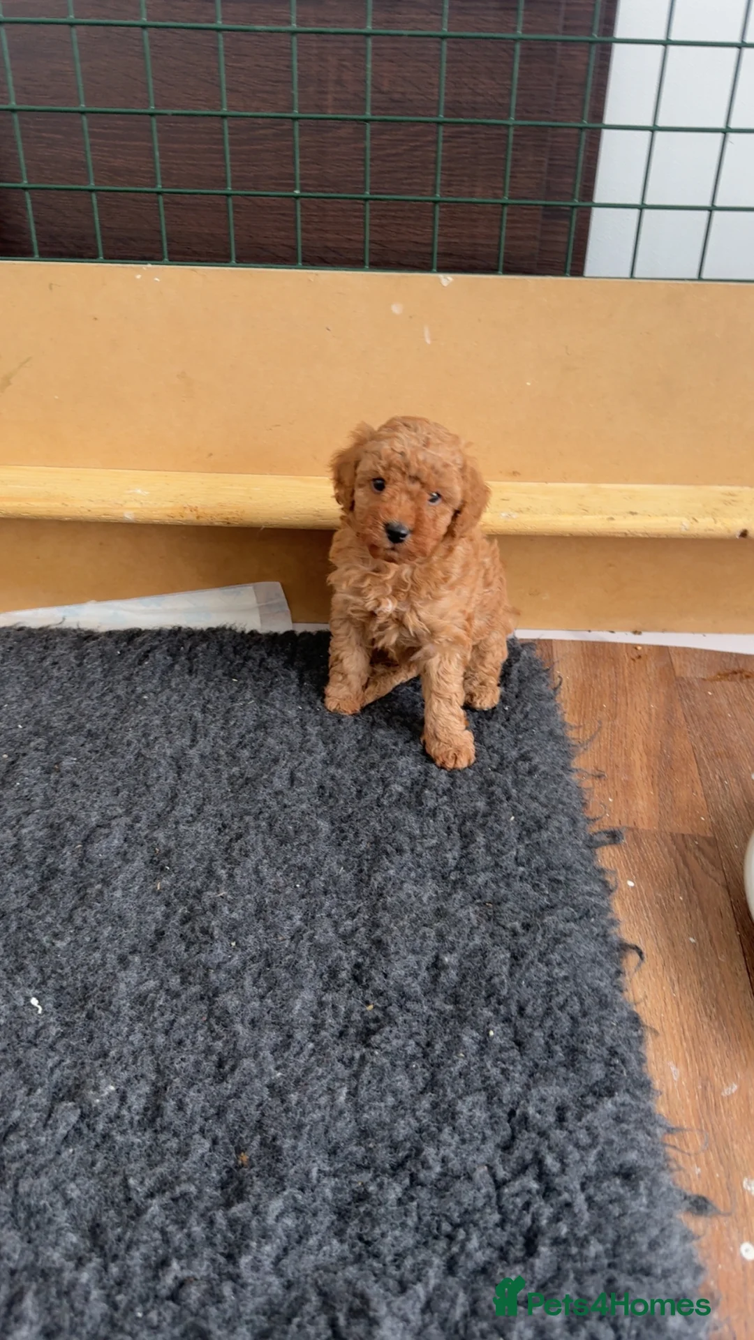 Cockapoo dogs for sale: Boy miniature cockapoo - Advert 1