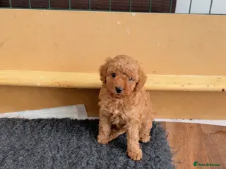 Cockapoo dogs Boy miniature cockapoo - Advert 1