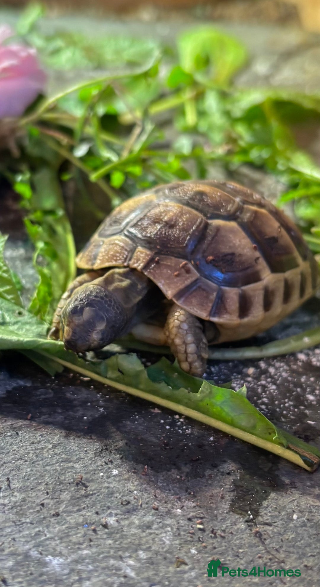 Tortoise reptiles for sale: Baby Spurthigh Tortoises - Image 8
