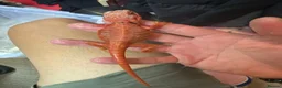 Bearded Dragon reptiles for sale: Red monster bearded dragon.  in Bromley - Advert 4