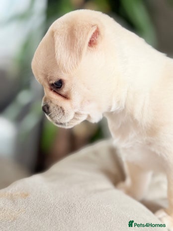 Mixed Breed dogs - Advert 3