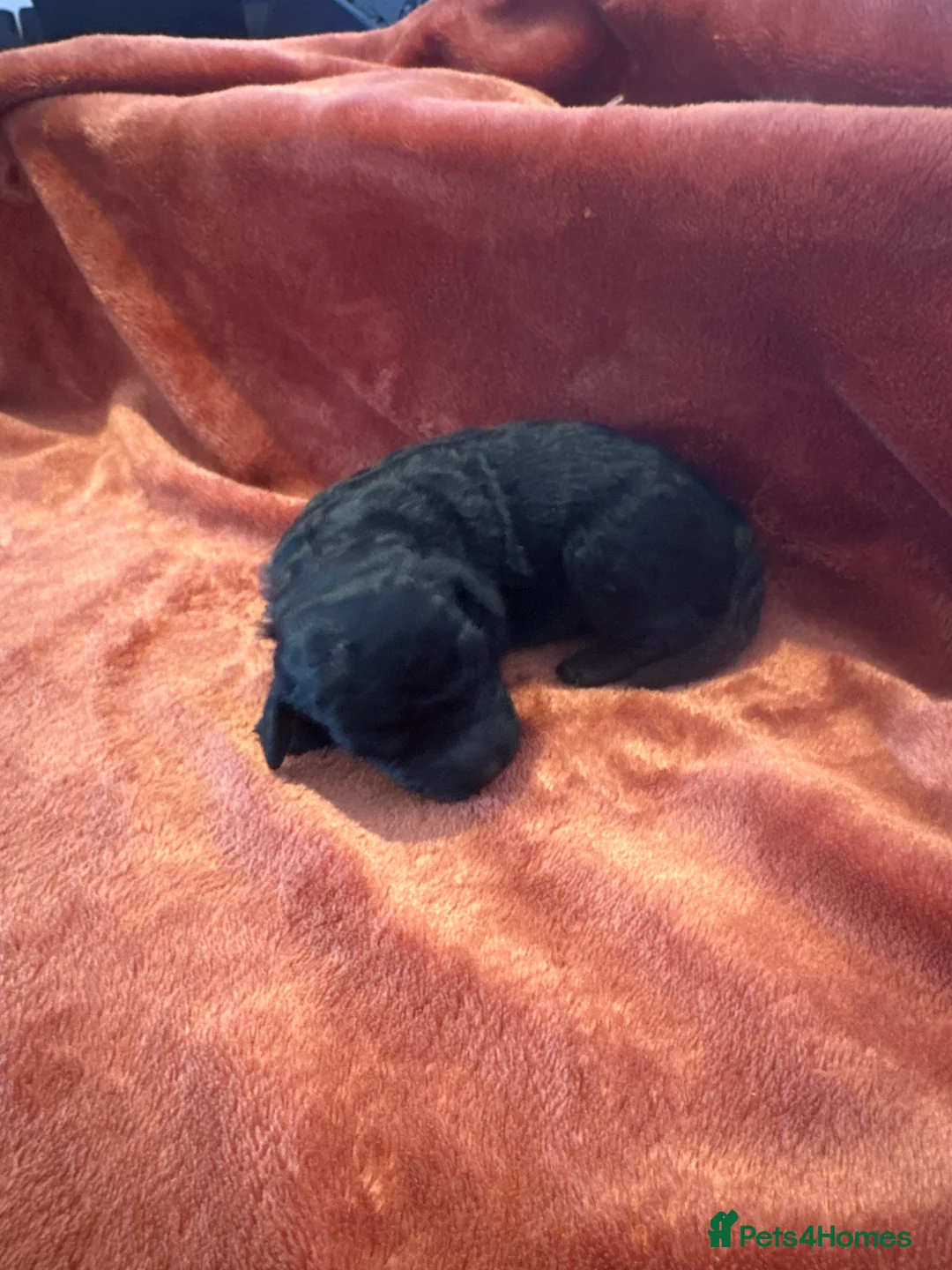 Cockapoo dogs for sale: 5 Cockapoo Males   - Advert 2