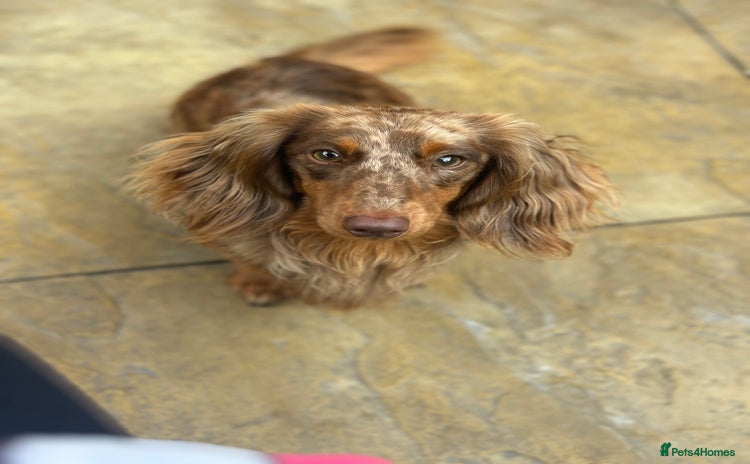 Miniature Dachshund dogs - Advert 3