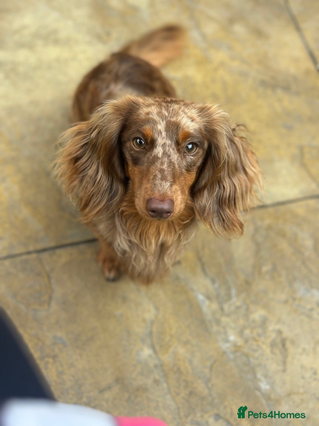 Miniature Dachshund dogs for stud: Miniature Long Haired Chocolate & Tan Dapple STUD - Image 1