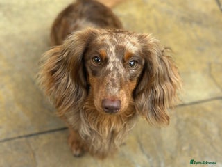 Miniature Dachshund dogs - Advert 30