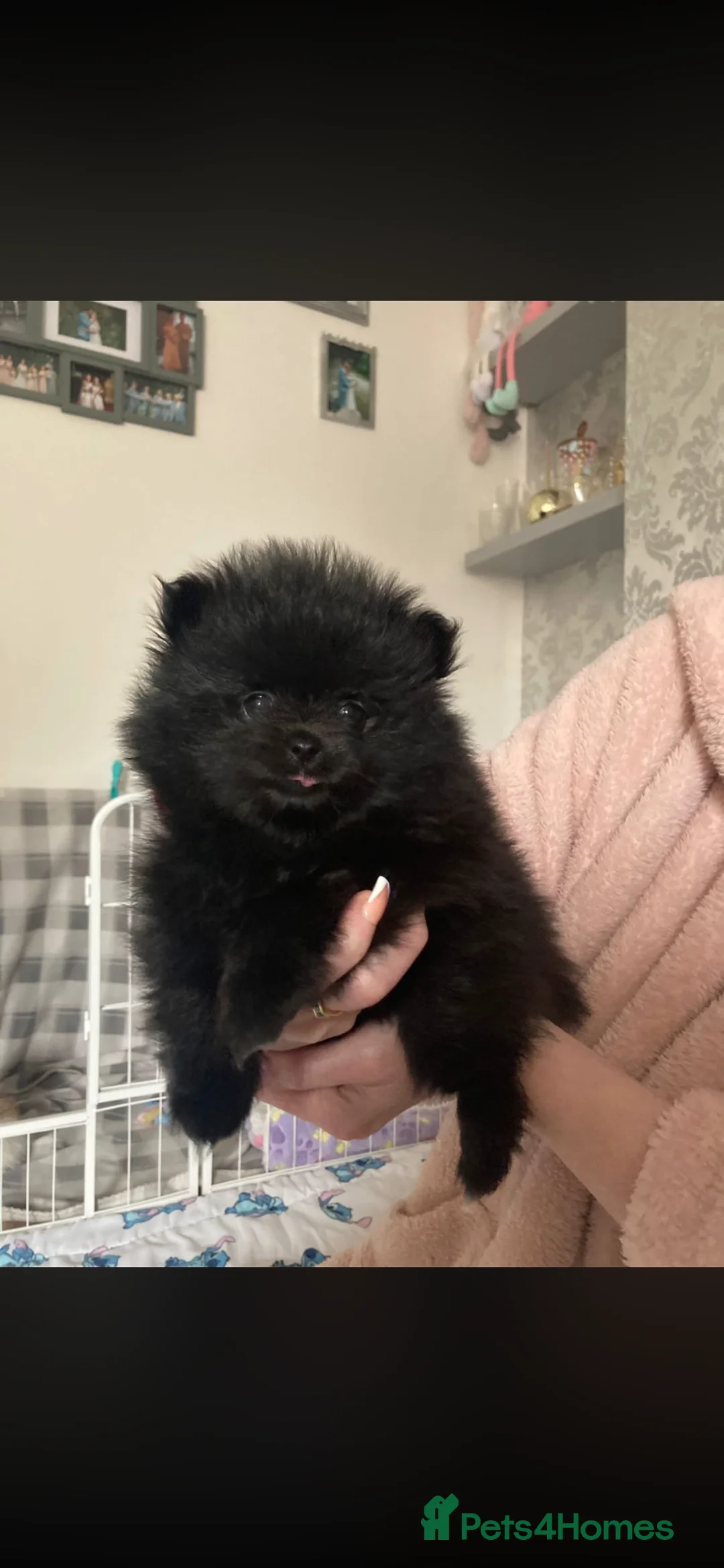 Pomeranian dogs for sale: Teddy bear Pomeranian  in Doncaster - Advert 9
