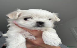 Maltese dogs for sale: 🌟Stunning Tiny Korean Maltese KC Reg🌟 - Advert 33