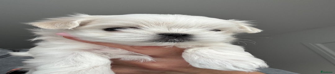 Maltese Puppy 2 Mi-Sun