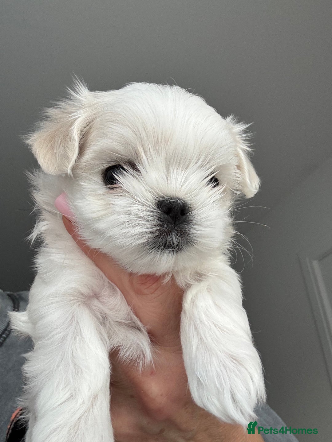 Maltese dogs for sale: 🌟Stunning Tiny Korean Maltese KC Reg🌟 - Advert 33