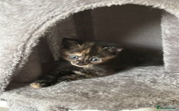 Mixed Breed cats for sale: Kittens ready for forever homes - Image 6