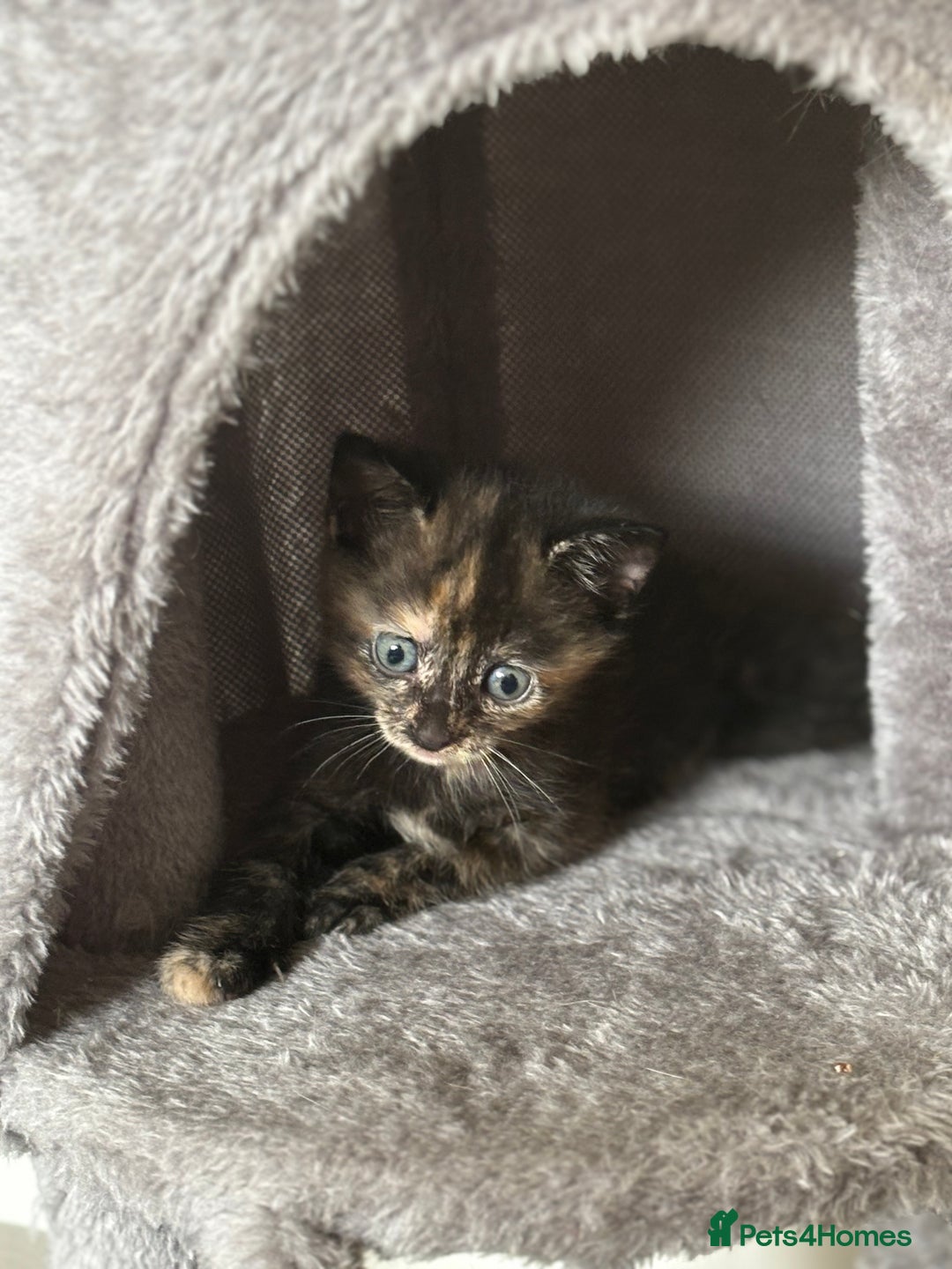 Mixed Breed cats for sale: Kittens ready for forever homes - Image 6