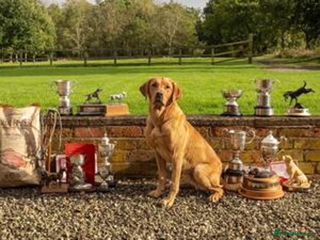 Labrador Retriever dogs for sale: REDUCED! FTCH sired KC fully health tested - Image 10