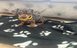 Miniature Dachshund dogs for sale: Miniature dapple dachshund  - Image 5