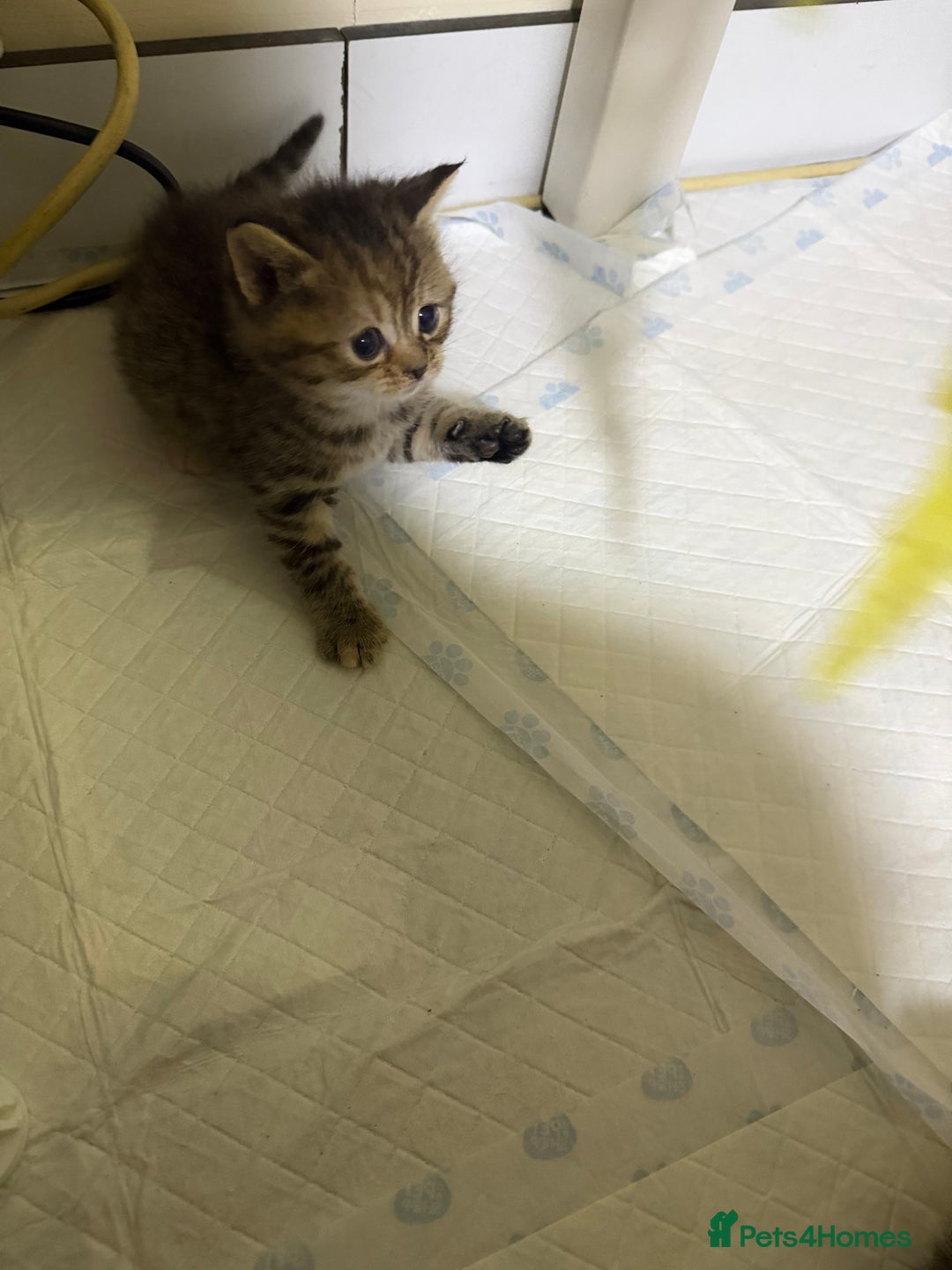 British Shorthair cats for sale: British Shorthair  - Advert 12