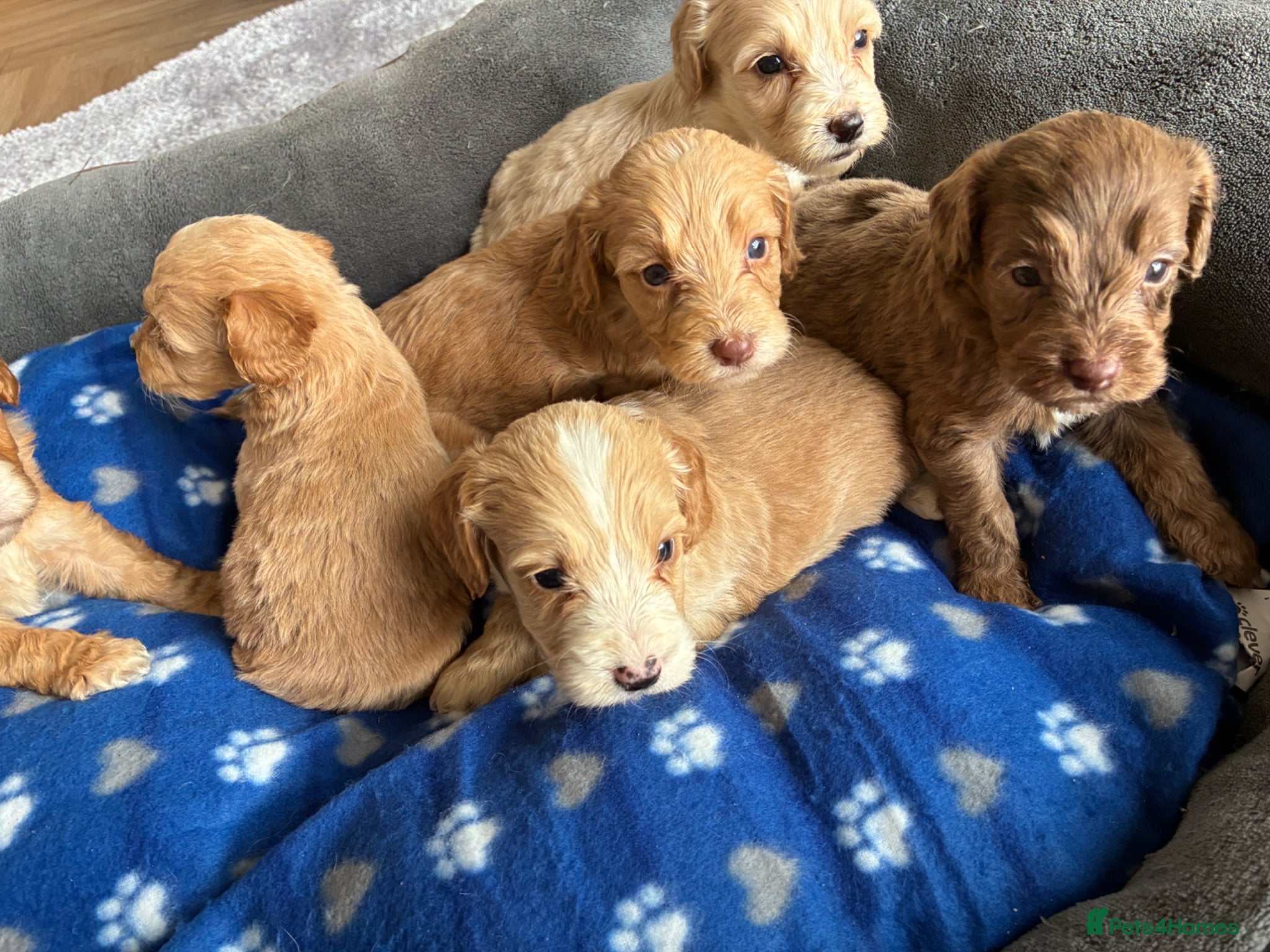 Cockapoo dogs 6 stunning cockapoo puppy’s  - Advert 18
