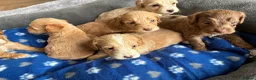 Cockapoo dogs for sale: Cockerpoo  - Advert 27