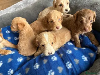 Cockapoo dogs 6 stunning cockapoo puppy’s - Advert 18