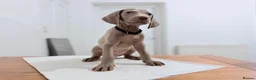 Weimaraner dogs for sale: Gorgeous silver Weimaraner puppies READY SOON !! - Advert 10