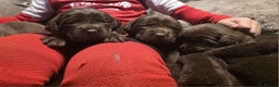 Cockerdor dogs for sale: Chocolate F1 cockerdor puppies  - Advert 1