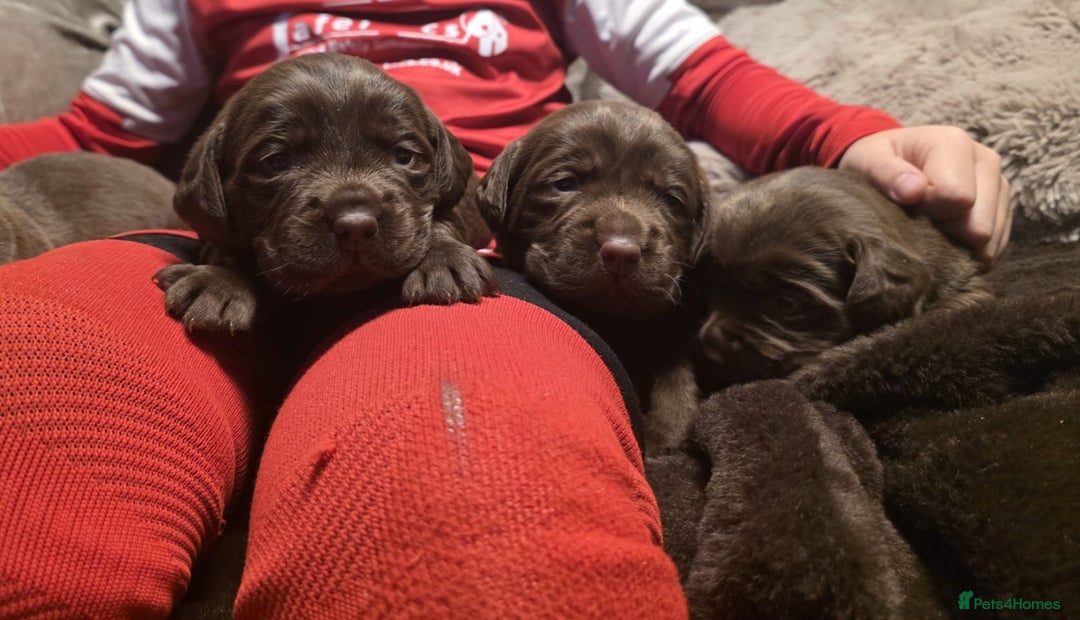 Cockerdor dogs for sale: Chocolate F1 cockerdor puppies  - Advert 1
