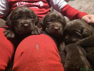 Cockerdor dogs Chocolate F1 cockerdor puppies - Advert 4