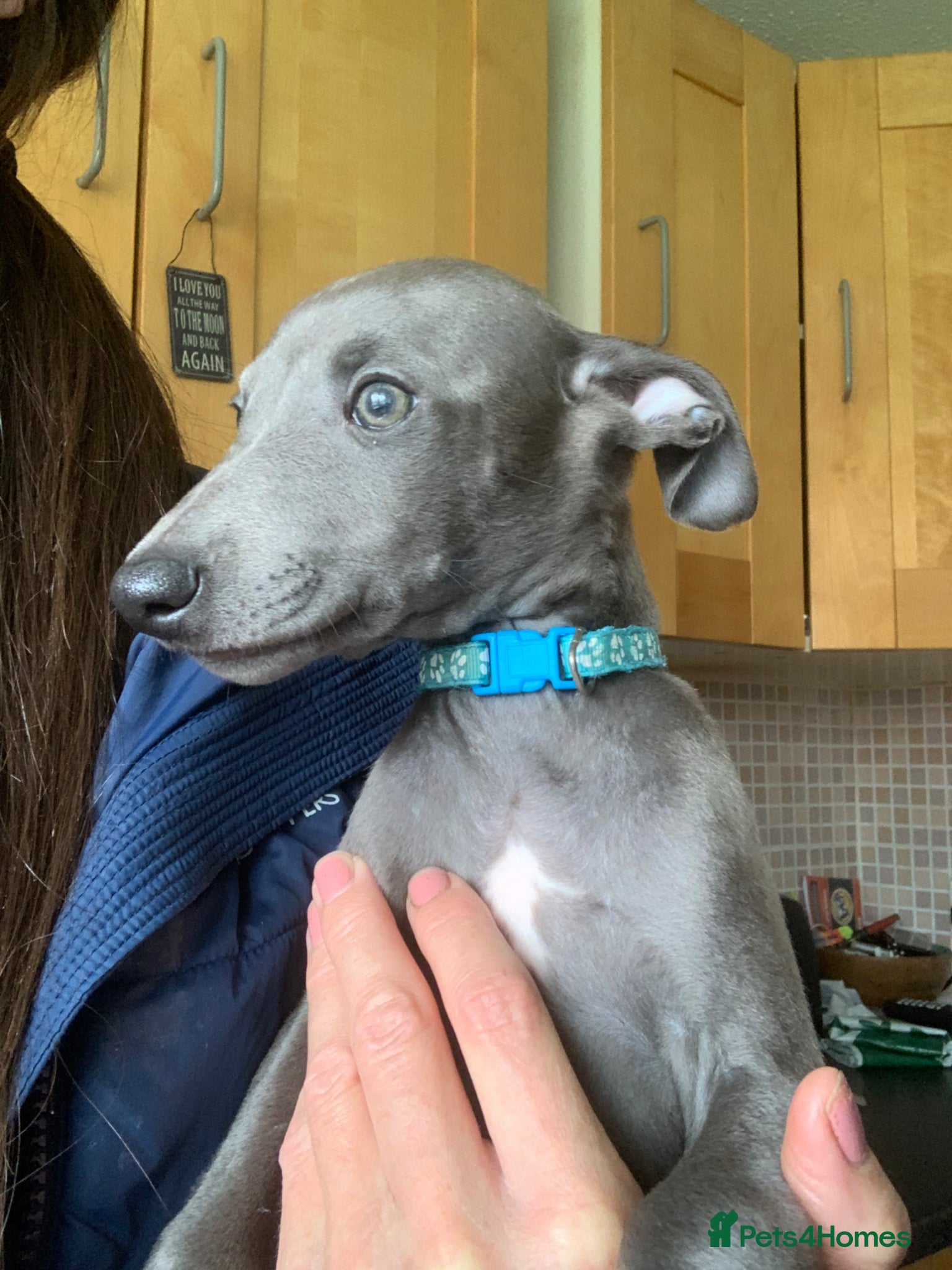Whippet dogs Blue Kennel Club Registered Whippet pups - Advert 1