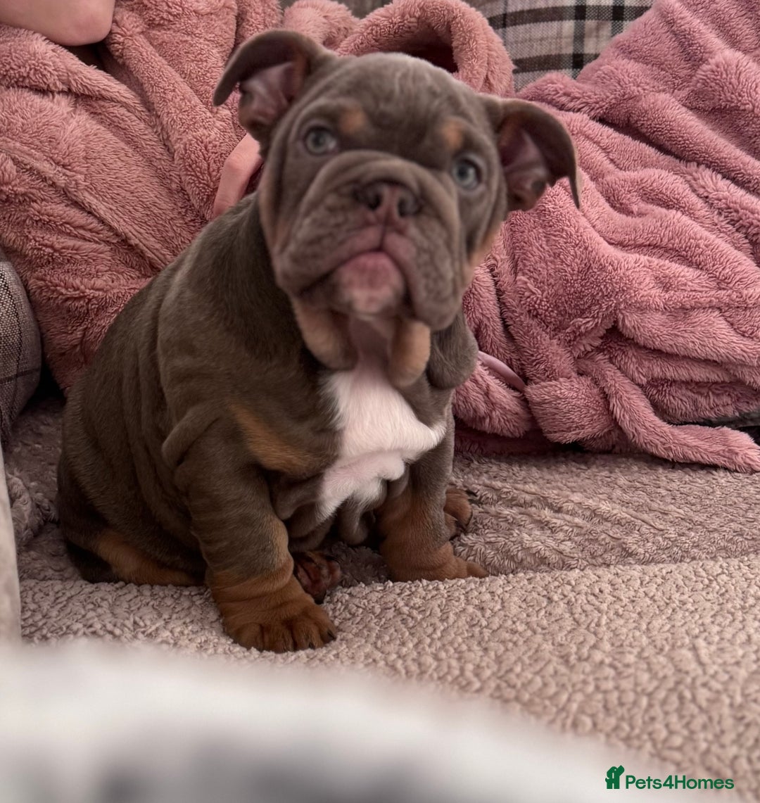 English Bulldog dogs for sale: Last little lady, English Bulldog  - Advert 2