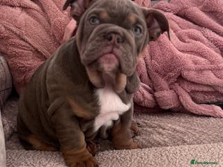 English Bulldog dogs Last little girl available - English Bulldog - Advert 5