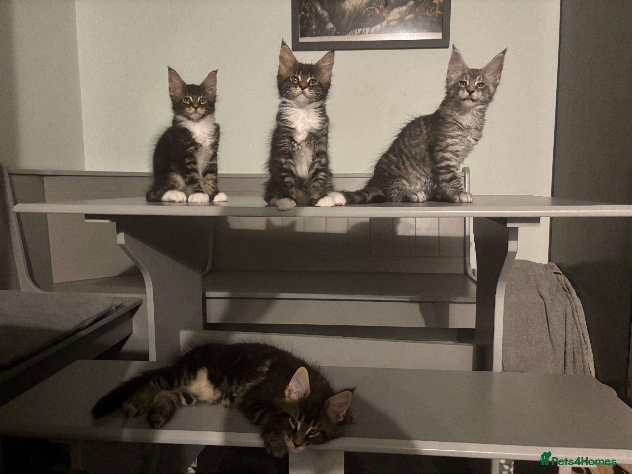 Maine Coon cats 🐾Tica Registered Stunning MaineCoon Kittens - Advert 3