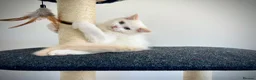 Ragdoll cats for sale: Last three ragdoll kittens! Don’t miss out! - Advert 19