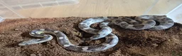 Corn Snake reptiles for sale: 5 Corn Snakes ready to leave  in Wisbech - Advert 4