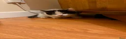 Mixed Breed cats for sale: 3 female kittens ready to go.  in Peterborough - Advert 8