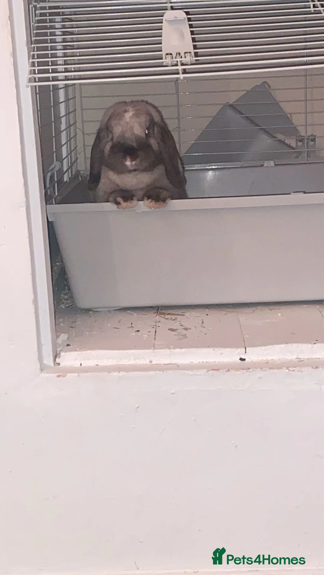 Mini Lop rabbits for sale: Female mini lop in Dewsbury - Advert 4